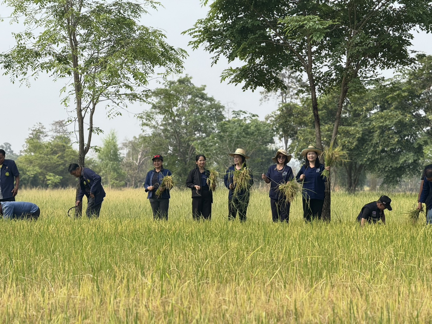 title - ส.ป.ก.ยโสธร ร่วมกิจกรรมเกี่ยวข้าว ภายใต้โครงการปลูกข้าวเฉลิมพระเกียรติ พระบาทสมเด็จพระเจ้าอยู่หัวฯ เนื่องในโอกาส มหามงคลเฉลิมพระชนมพรรษา 74 พรรษา